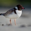 Kulik cernohlavy - Thinornis cucullatus - Hooded Plover o4795